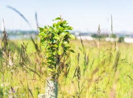 Tree planting