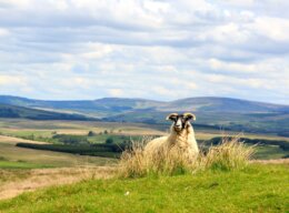 Understanding Tenant Farming Hero