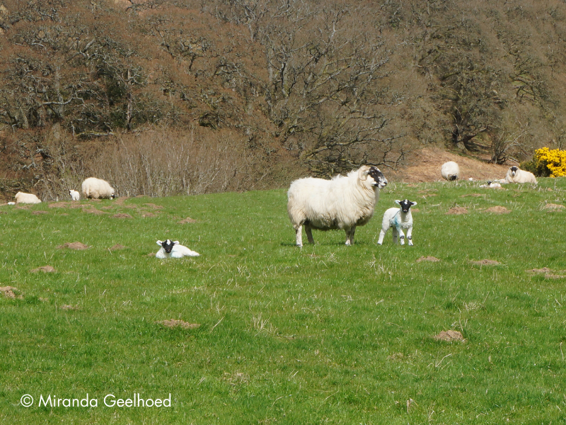 Sheep and lambs grazing - copyright Miranda Geelhoed