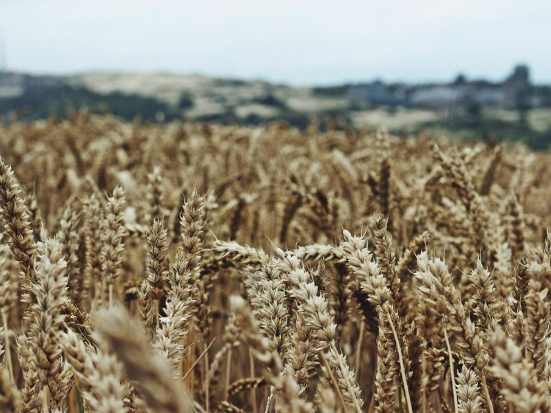 Close up of a wheat field