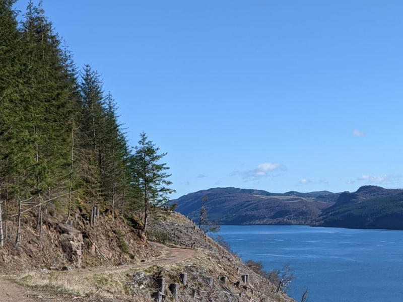 Trees planted on the bank of a forestry track with felled trees below the path.