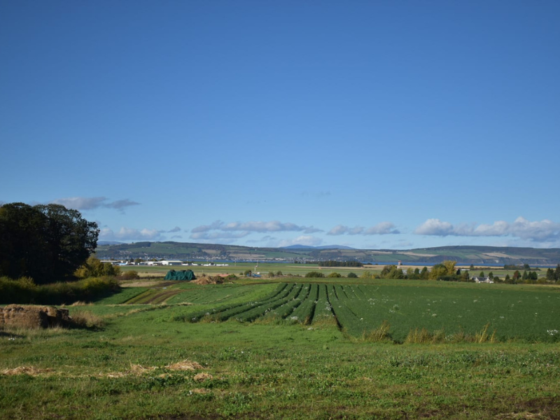 View across field of crops.