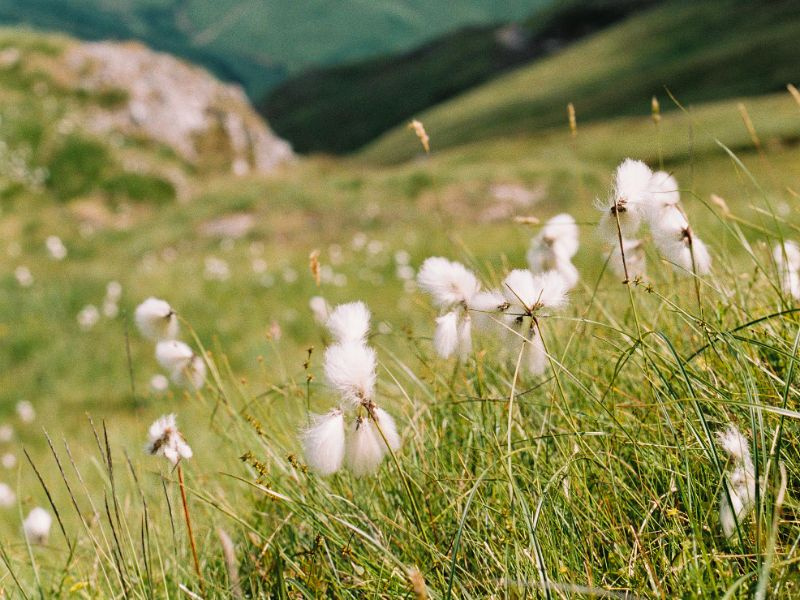 Selective Focus Photo Of Grass During Daytime - Pexels - credit  Anna Urlapova