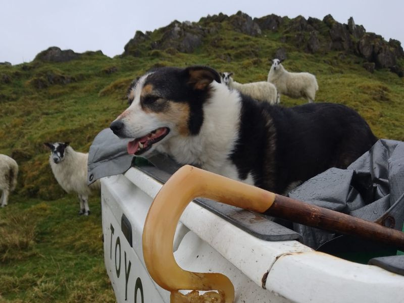 Working collie sitting in the back of a Toyota pickup looking over a group of sheep