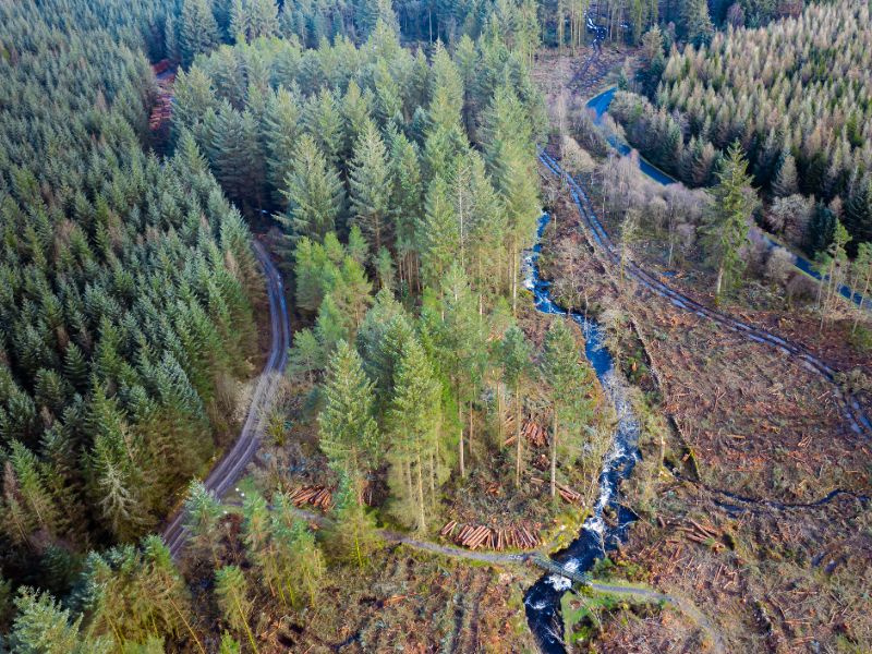 An aerial view of a section of Scottish forest in Dumfries and Galloway south west Scotland after tree felling